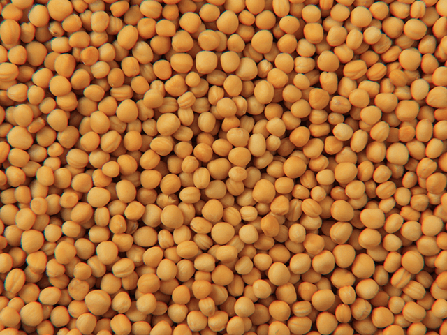 Yellow Mustard Seeds